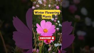 Best easy amp fast growing flowering plants in winter plants shorts winterfloweringplants [upl. by Annaear]