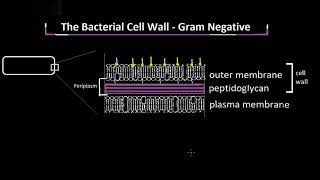 Structure of the Gram Negative Cell Wall Explained [upl. by Mogerly40]