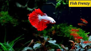 Tips for raising betta fish together raising betta fish together with temminckii betta fish [upl. by Cirdor]