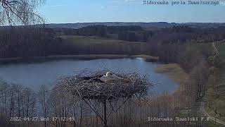 Sidorówka bociany – transmisja na żywo Storks live video broadcast [upl. by Assirac99]