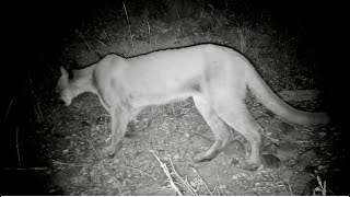 Mountain lion kills a Coyote [upl. by Ayadahs]