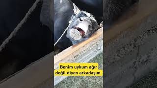 Uykusu ağır bir arkadaşına gönder boğa inek hayvan hayvanlar inekler ytviral adorable keşfet [upl. by Kcirrem]