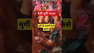 देसी मुर्गी के कलगी कैसे बढ़ाये। Desi Murgi Palan Ffg rir Kadaknath ffg murgi PalanEggs and meat [upl. by Latvina]