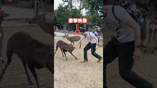 衝撃映像 奈良公園 鹿 🦌  Hilarious Tourist Moments  Japan Tourist Adventures  viral video 1M deerpark [upl. by Ahsen]