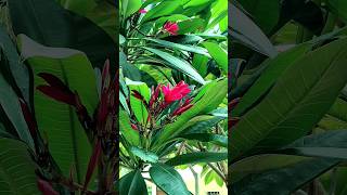 Champa Plant  Champa Growing  Champa Tips gardening nursery shorts shortvideo [upl. by Himelman]