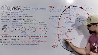 Peroxisome Structure and Functions of Peroxisome Detailed Series [upl. by Bradleigh]