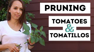 Pruning Tomatoes amp Tomatillos PART 1  Propagating  Easy amp Simple [upl. by Montgomery]