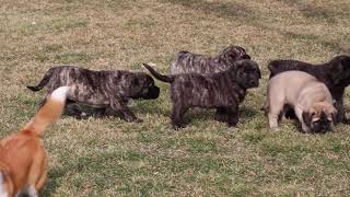 English Mastiff Puppies For Sale [upl. by Thalassa]