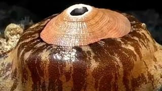 The Giant Keyhole Limpet Megathura crenulata An Underwater Marvel [upl. by Caffrey]