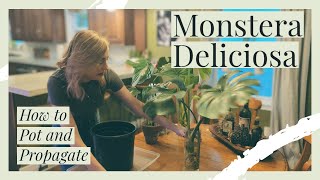 How to Pot amp Propagate the Monstera Deliciosa [upl. by Fiertz]