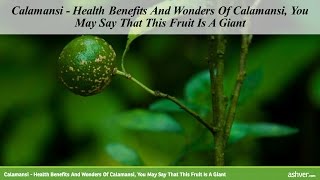 Calamansi  Health Benefits And Wonders Of Calamansi You May Say That This Fruit Is A Giant [upl. by Alehs]