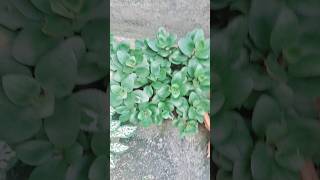 Garden vlog🪴🌳💐 youtubeshorts ytshorts vlog garden [upl. by Llatsyrc]