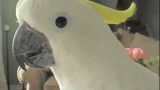 Cockatoo flies around the house [upl. by Rawlinson]