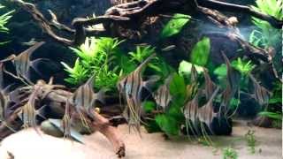 Pterophyllum Altum Iniridae [upl. by Yngad567]