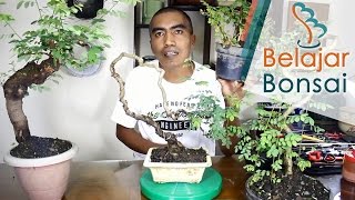 Mengenal Bahan Bonsai IlengIlengMangsi Phyllanthus reticulatus poir [upl. by Braun316]