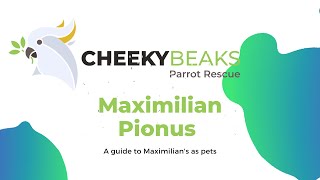 A guide to Maximilian Pionus parrots [upl. by Noir]