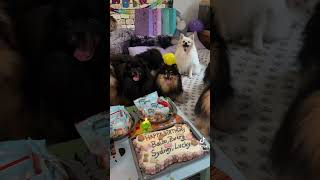 Happy birthday🎁🎂BalouZwergerlSydneyLucky ￼dogbirthday puppy doglover [upl. by Anawak]