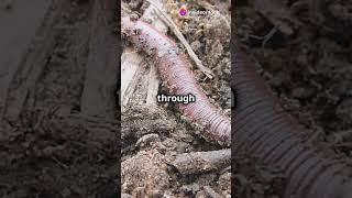 Meet the Caecilian The Giant Fanged Worm [upl. by Engapmahc]