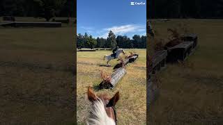 80cm Nixie was the best she’s ever been today horse subscribe equestrian jumping nixie [upl. by Irmgard]