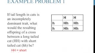 Punnett square practice problems incomplete dominance [upl. by Arraik]