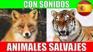 ANIMALES SALVAJES para Niños Pequeños en Español  Sonidos y Nombres  Video Educativo [upl. by Etterrag]