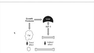 Somatomedin insulin like growth factorIGF [upl. by Arick]