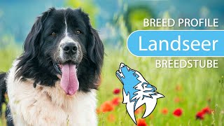 ► Landseer Breed 2020 Temperament amp Training [upl. by Nnylarak]