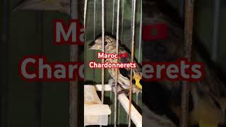 Chardonnerets حسون الحسون birds الكروان humour تيكتوك اكسبلور casa constantine [upl. by Asilla]