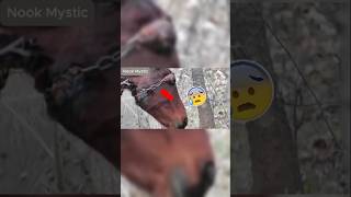 Heartwarming Rescue Wild Horse Saved from Painful animals [upl. by Acalia]