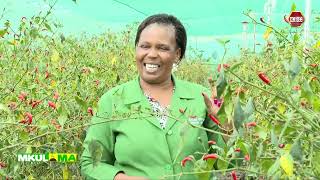 Mkulima I Ukuzi wa pili pili kwa greenhouse eneo la Kitengela [upl. by Junia]