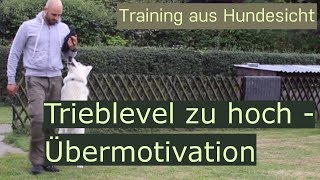 Hund ist übermotiviert und schaukelt sich hoch  die Lösung Hundetraining [upl. by Luna945]