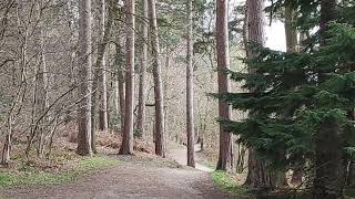 HiRes Slideshow of the Circular pathway in Delamere Forest in April [upl. by Lothario]