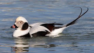 Longtailed Duck  Old Squaw duck [upl. by Ylen]