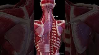 3d anatomy of the fasciae of the back anatomy meded 3dmodel [upl. by Ebocaj]