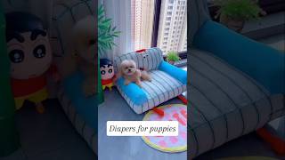 Diapers for puppies shortsshorts viralshort viralvideo poodle funydog1010 usadogs dog usa [upl. by Tedric]