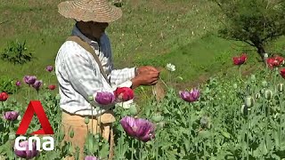 Myanmar overtakes Afghanistan as world’s largest opium producer UNODC [upl. by Llevol]