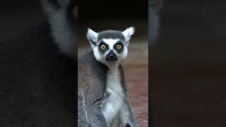 nature  lemur  animal  forest  beautiful scenery  relaxing clip  PT 1  EP 6  🏞️🌄🤩😍🥰❤️💕 [upl. by Ames]