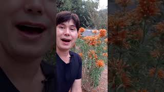 Lions tail plant  Leonotis leonurus 🙃🌿 gardening [upl. by Meit]