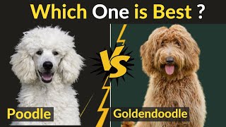 Goldendoodle vs Poodle  Difference between Two Dogs [upl. by Velma]