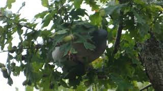 Wood pigeon trying to eat an acorn [upl. by Bendick]