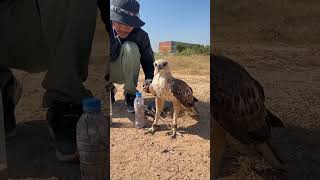 How amazing of hawk eagleeagle shortvideo training fbreels video [upl. by Enella388]