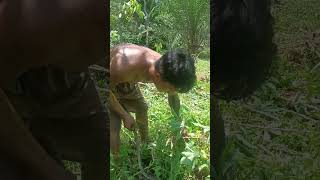 Harvesting cassava part 424 shorts farming cassava nature cassavaroots cassavafarming [upl. by Weisberg273]