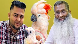 অসাধারণ ভিডিও  Moluccan Cockatoo Baby  Sk Shokher Pakhi  পাখির হাট [upl. by Akenom]