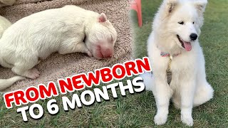 A Samoyed Puppy Journey From Newborn to 6 Months [upl. by Meris692]