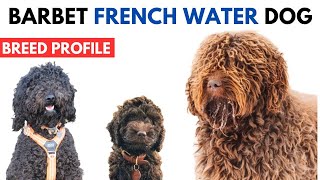 Barbet Dog Breed Profile History  Price  Traits  French Water Dog Grooming Needs  Lifespan [upl. by Enirak]