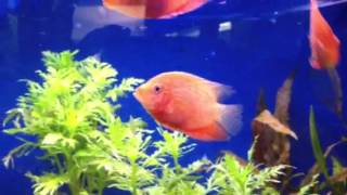 Red streak Severum [upl. by Annawahs131]