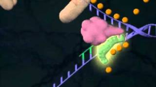 DNA Replicationmov [upl. by Vaden]