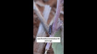 Dongara weevil A newly named pest in WA’s northern grainbelt [upl. by Bohlen]