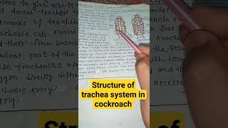 Respiratory system of cockroach zoology biology shortsfeed shorts trending [upl. by Micro333]