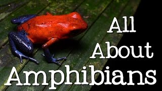 All About Amphibians Tadpoles Frogs and Salamanders  Freeschool [upl. by Haerdna809]